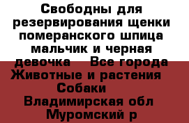 Свободны для резервирования щенки померанского шпица мальчик и черная девочка  - Все города Животные и растения » Собаки   . Владимирская обл.,Муромский р-н